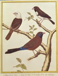 Munia Testa Bianca, Mangiatore di Semi a Doppio Colore e Beccogrosso dalle Orecchie Violette