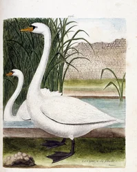 Tavola zoologica (ornitologia): davanti: il cigno e dietro la sua femmina (cygnus olor). Illustrazione in "The History of the Birds" di Francois Nicolas Martinet (1731-1800). Collezione privata.