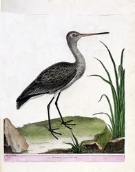 La pittima reale (limosa limosa). Illustrazione in "La storia degli uccelli, dipinti nei loro aspetti apparenti e sensibili" di Francois Nicolas Martinet (1731-1800). Collezione privata