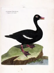 Tavola zoologica (ornitologia): l