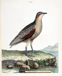 Rallo (crex crex). Illustrazione in "La storia degli uccelli, dipinti nei loro aspetti apparenti e sensibili" di Francois Nicolas Martinet (1731-1800). Collezione privata.