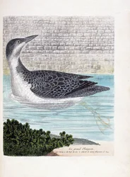 Carta zoologica (ornitologia): lo svasso maggiore (gavia immer). Illustrazione in “La storia degli uccelli, dipinti nei loro aspetti apparenti e sensibili” di Francois Nicolas Martinet (1731-1800). Collezione privata