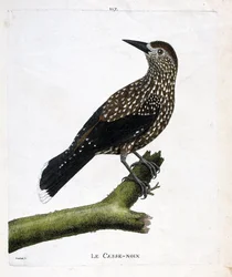 Tavola zoologica (ornitologia): il nocciolaio (nucifraga caryocatacts) su un ramo. Illustrazione in "La Storia degli Uccelli, Dipinti nei Loro Aspetti Apparenti e Sensibili" di Francois Nicolas Martinet (1731-1800). Collezione privata