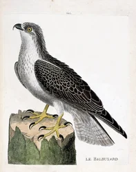 Tavola zoologica (ornitologia): falco pescatore (pandion haliaetus). Illustrazione in "La storia degli uccelli, dipinti nei loro aspetti apparenti e sensibili" di François Nicolas Martinet (1731-1800). Collezione privata