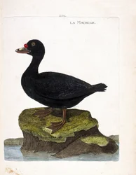 Orchetto marino (melanitta nigra). Illustrazione in "La storia degli uccelli, dipinti nei loro aspetti apparenti e sensibili" di Francois Nicolas Martinet (1731-1800). Collezione privata.