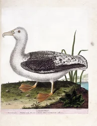 Carta zoologica (ornitologia): Albatros (albatros urlatore o diomedea exulans). Illustrazione in “La storia degli uccelli, dipinti nei loro aspetti apparenti e sensibili” di Francois Nicolas Martinet (1731-1800). Collezione privata