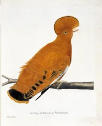 Tavola zoologica (ornitologia): Gallo di roccia americano (gallo arancione o rupicola rupicola) su un ramo