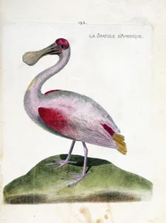 La spatola americana (platalea ajaja). Illustrazione in "La storia degli uccelli, dipinti nei loro aspetti apparenti e sensibili" di Francois Nicolas Martinet (1731-1800). Collezione privata