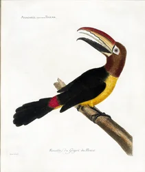 Tavola zoologica (ornitologia): Aracaris, volgarmente tucano (aracari verde o pteroglossus viridis)