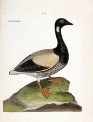 Tavola zoologica (ornitologia): oca colombaccio (branta bernicla). Illustrazione in "La Storia degli Uccelli, Dipinti nei Loro Aspetti Apparenti e Sensibili" di Francois Nicolas Martinet (1731-1800). Collezione privata