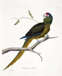 Parrocchetto brasiliano (aratinga canicularis) su un ramo. Illustrazione in "La storia degli uccelli, dipinti nei loro aspetti apparenti e sensibili" di Francois Nicolas Martinet (1731-1800). Collezione privata