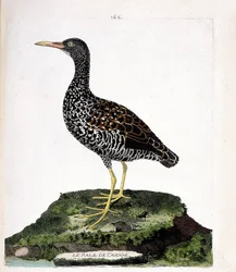 Carta zoologica (ornitologia): rallo di Caienna (rallo macchiato o pardirallus maculatus). Illustrazione in “La storia degli uccelli, dipinti nei loro aspetti apparenti e sensibili” di Francois Nicolas Martinet (1731-1800). Collezione privata