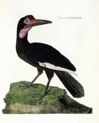 Tavola zoologica (ornitologia): Calao d
