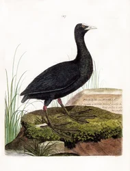 Tavola zoologica (ornitologia): folaga o mosella (folaga o fulica atra). Illustrazione in "La Storia degli Uccelli, Dipinti nei Loro Aspetti Apparenti e Sensibili" di Francois Nicolas Martinet (1731-1800). Collezione privata