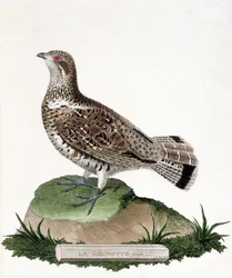 Tavola zoologica (ornitologia): Femmina di gelinotte (gelinotte dei boschi o bonasia bonasia). Illustrazione in "La Storia degli Uccelli, Dipinti nei Loro Aspetti Apparenti e Sensibili" di Francois Nicolas Martinet (1731-1800). Collezione privata