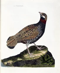 Tavola zoologica (ornitologia): Francolino (francolino nero o francolinus francolinus). Illustrazione in 