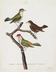 Dal roitelet (regulus ignicapilla), troglodita (troglodytes troglodytes) e roitelet degli ottentotti (regulus calendula) su un ramo. Illustrazione in "La storia degli uccelli, dipinti nei loro aspetti apparenti e sensibili" di Francois Nicolas Martinet (17