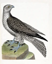 Falco gerfaut islandese (falco rusticolus). Illustrazione in "La storia degli uccelli, dipinti nei loro aspetti apparenti e sensibili" di Francois Nicolas Martinet (1731-1800). Collezione privata.