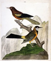 Tavola zoologica (ornitologia): oriolo di Baltimora (Baltimore oriole o Icterus bonana) e oriolo della Guiana (Martinique oriole o Icterus bonana) su un ramo. Illustrazione in 