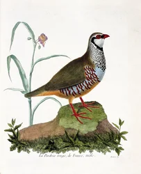 Pernice rossa di Francia, maschio (alectoris rufa). Illustrazione in "La storia degli uccelli, dipinti nei loro aspetti apparenti e sensibili" di Francois Nicolas Martinet (1731-1800). Collezione privata
