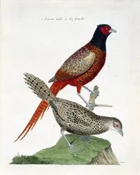 Tavola zoologica (ornitologia): Fagiano maschio e femmina (fagiano colchico o Phasianus colchicus). Illustrazione in 