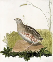 Tavola zoologica (ornitologia): Quaglia maschio (quaglia ble o coturnix coturnix). Illustrazione in 