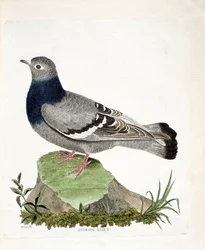 Tavola zoologica (ornitologia): Piccione selvatico (Columbia livia). Illustrazione in "La Storia degli Uccelli, Dipinti nei Loro Aspetti Apparenti e Sensibili" di Francois Nicolas Martinet (1731-1800). Collezione privata