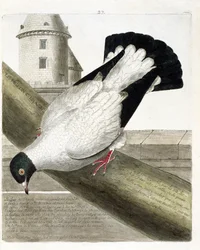 Piccione domestico (columba livia). Illustrazione in "La storia degli uccelli, dipinti nei loro aspetti apparenti e sensibili" di Francois Nicolas Martinet (1731-1800). Collezione privata