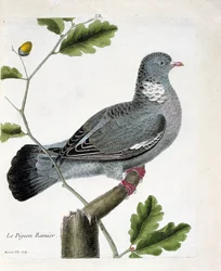 Tavola zoologica (ornitologia): Il piccione ramato (columba palumbus) su un ramo. Illustrazione in "La storia degli uccelli, dipinti nei loro aspetti apparenti e sensibili" di François Nicolas Martinet (1731-1800). Collezione privata