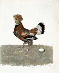 Tavola zoologica (ornitologia): Il pollo (gallina domestica o gallus gallus) e il suo uovo. Illustrazione in "La storia degli uccelli, dipinti nel loro aspetto apparente e sensibile" di François Nicolas Martinet (1731-1800). Collezione privata.