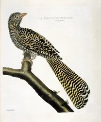 Tavola zoologica (ornitologia): Il cuculo di Mindanao (koel cuckoo o Eudynamys scolopacea) su un ramo. Illustrazione in "La storia degli uccelli, dipinti nei loro aspetti apparenti e sensibili" di François Nicolas Martinet (1731-1800). Collezione privata