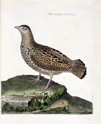 Tavola zoologica (ornitologia): francolino femmina (francolino nero o Francolinus francolinus). Illustrazione in “La storia degli uccelli, dipinti nei loro aspetti apparenti e sensibili” di François Nicolas Martinet (1731-1800). Collezione privata.