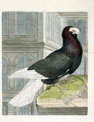 Tavola zoologica (ornitologia): Il piccione nonan o capuchone (piccione nano o columba livia). Illustrazione in "La storia degli uccelli, dipinti nel loro aspetto apparente e sensibile" di François Nicolas Martinet (1731-1800). Collezione privata.