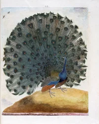 Tavola zoologica (ornitologia): il pavone fa la ruota (pavone blu o Pavo cristatus). Illustrazione in “La storia degli uccelli, dipinti nei loro aspetti visibili e sensibili” di François Nicolas Martinet (1731-1800). Collezione privata.