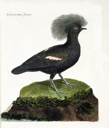 Tavola zoologica (ornitologia): Il fagiano dell