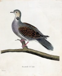 Tavola zoologica (ornitologia): Colomba selvatica (colomba selvatica o streptopelia turtur) su un ramo. Illustrazione in 