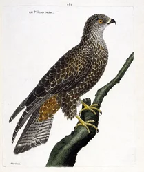 Tavola zoologica (ornitologia): Milvus migrans nero su un ramo. Illustrazione in 