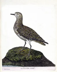 Carta zoologica (ornitologia): casuario (casuario elmo o cassuarius cassuarius). Illustrazione in “La storia degli uccelli, dipinti nei loro aspetti apparenti e sensibili” di Francois Nicolas Martinet (1731-1800). Collezione privata