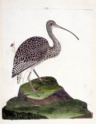 Chiurlo (numenius arquata). Illustrazione in "La storia degli uccelli, dipinti nei loro aspetti apparenti e sensibili" di Francois Nicolas Martinet (1731-1800). Collezione privata.