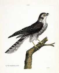Tavola zoologica (ornitologia): smeriglio (falco smeriglio o falco columbarius) su un ramo. Illustrazione in "La storia degli uccelli, dipinti nei loro aspetti apparenti e sensibili" di François Nicolas Martinet (1731-1800). Collezione privata