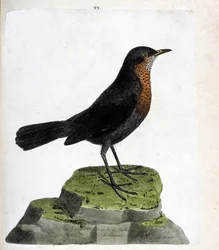Tavola zoologica (ornitologia): femmina di merlo nero (Turdus merula). Illustrazione nella “Storia degli uccelli, dipinti nei loro aspetti apparenti e sensibili” di François Nicolas Martinet (1731-1800). Collezione privata.