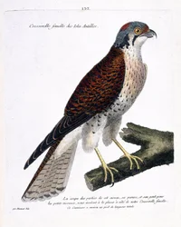 Tavola zoologica (ornitologia): gheppio femmina delle isole caraibiche (crecerella americana o falco sparverius) su un ramo. Illustrazione in "La Storia degli Uccelli, Dipinti nei Loro Aspetti Apparenti e Sensibili" di Francois Nicolas Martinet (1731-1800)