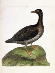 Carta zoologica (ornitologia): edredone femmina (edredone o somateria mollissima). Illustrazione in “La storia degli uccelli, dipinti nei loro aspetti apparenti e sensibili” di Francois Nicolas Martinet (1731-1800). Collezione privata