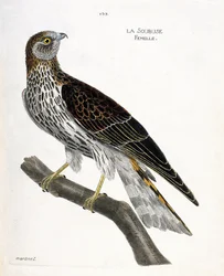 Soubuse femmina (circus cyaneus) su un ramo. Illustrazione in "La storia degli uccelli, dipinti nei loro aspetti apparenti e sensibili" di Francois Nicolas Martinet (1731-1800). Collezione privata.
