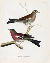 Il fringuello e la sua femmina (fringilla coelebs) su un ramo. Illustrazione in "La storia degli uccelli, dipinti nei loro aspetti apparenti e sensibili" di Francois Nicolas Martinet (1731-1800)
