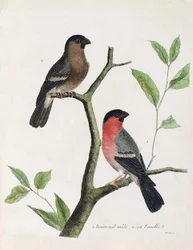 Tavola zoologica (ornitologia): dal basso verso l