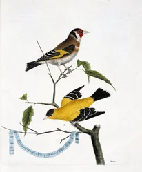 Tavola zoologica (ornitologia): dall