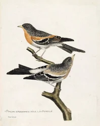 Tavola zoologica (ornitologia): dall
