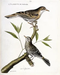 Carta zoologica (ornitologia): dall