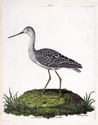 Tavola zoologica (ornitologia): pittima minore (pittima rossa o limosa lapponica). Illustrazione in "La Storia degli Uccelli, Dipinti nei Loro Aspetti Apparenti e Sensibili" di Francois Nicolas Martinet (1731-1800). Collezione privata